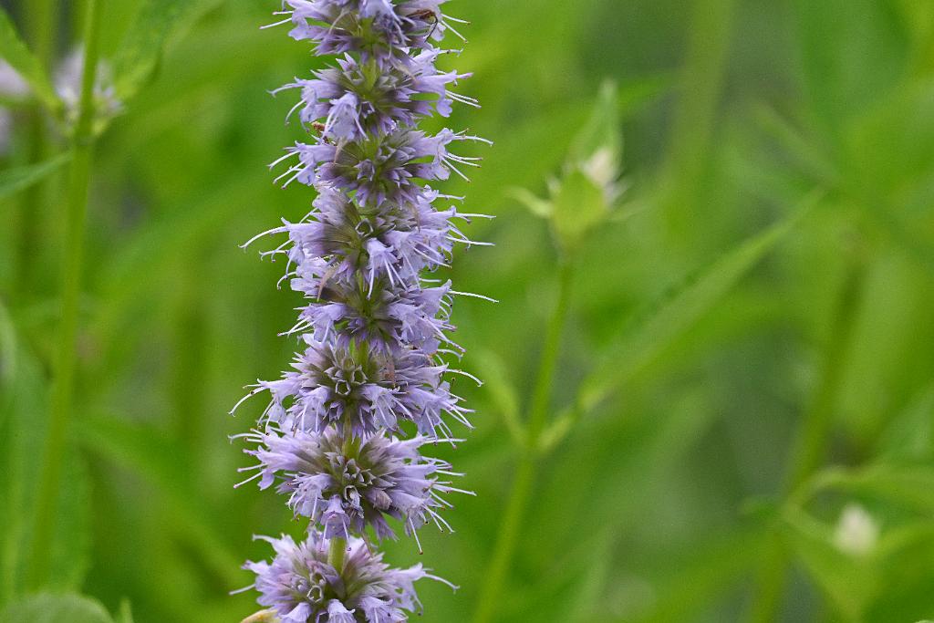 2025-07119488 Tower Hill Botanic Garden, MA.JPG - Anise Hyssop (Agastache 'Blue Fortune'). New England Botanic Garden at Tower Hill, MA, 7-11-2025